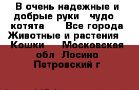 В очень надежные и добрые руки - чудо - котята!!! - Все города Животные и растения » Кошки   . Московская обл.,Лосино-Петровский г.